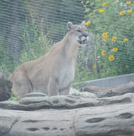 zoo-59