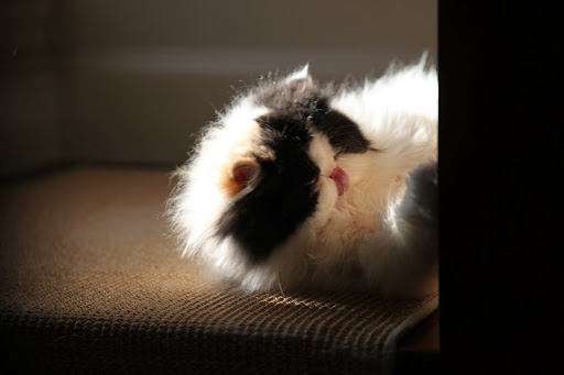 It's called grooming oneself!