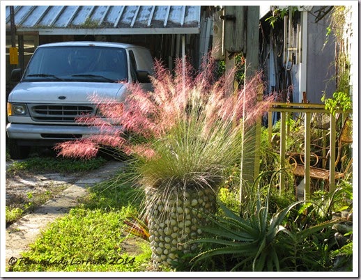 11-04-pink-muhly-7