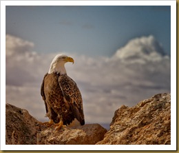 - Bald Eagle on Rock_ROT9117-Edit-Edit February 19, 2012 NIKON D3S-2