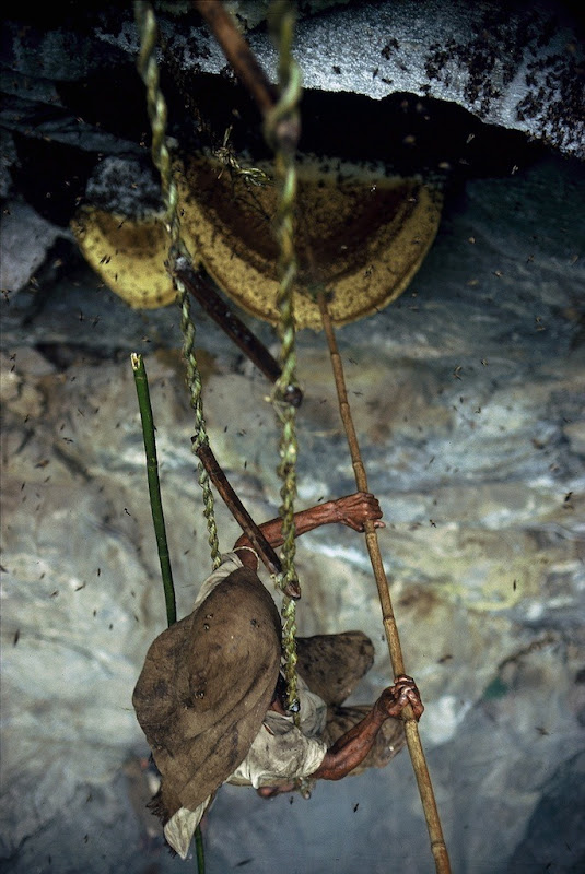 honey-hunters-nepal-6