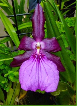 OR Miltonia spectabilis var. moreliana