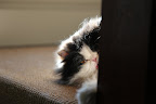 Healthy cats spend 8-15% of their waking hours grooming, which, when you think about it, really isn't very much.