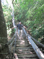 Forest trail