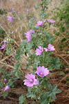 Mauve Sylvestre