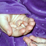 Jan 24-11  Ava & newborn.JPG