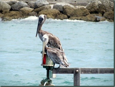 pelicans at fort pierce inlet