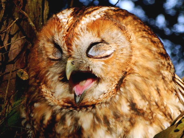 [Tawny_Owl._Picture_Alison_Coatsworth%255B8%255D.jpg]