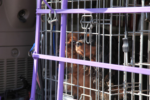 Hi!  I'm Robin and this is Tiva!  We're Cavalier King Charles Spaniels!  GK, we sure had fun at the last show!  I'm so glad we're traveling together again!