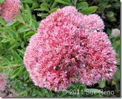 Sue Reno, Sedum Autumn Joy SueReno_SedumAutumnJoy