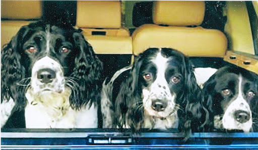 Three generations of English Springer Spaniels now enjoy spending their days together - Black Jack, the grandfather, Bella, the mother, and Bo jangles, the grandson. Three generations of English Springer Spaniels now enjoy spending their days together - Black Jack, the grandfather, Bella, the mother, and Bo jangles, the grandson.