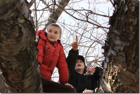 ClimbingTrees