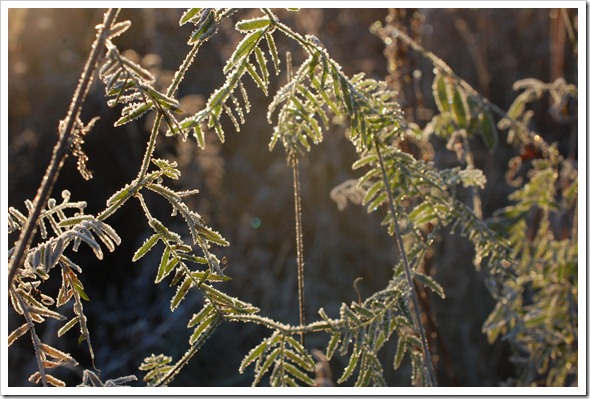 Frosty Morning (4)