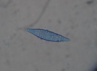 [Microsporum_canis_1%255B2%255D.jpg]