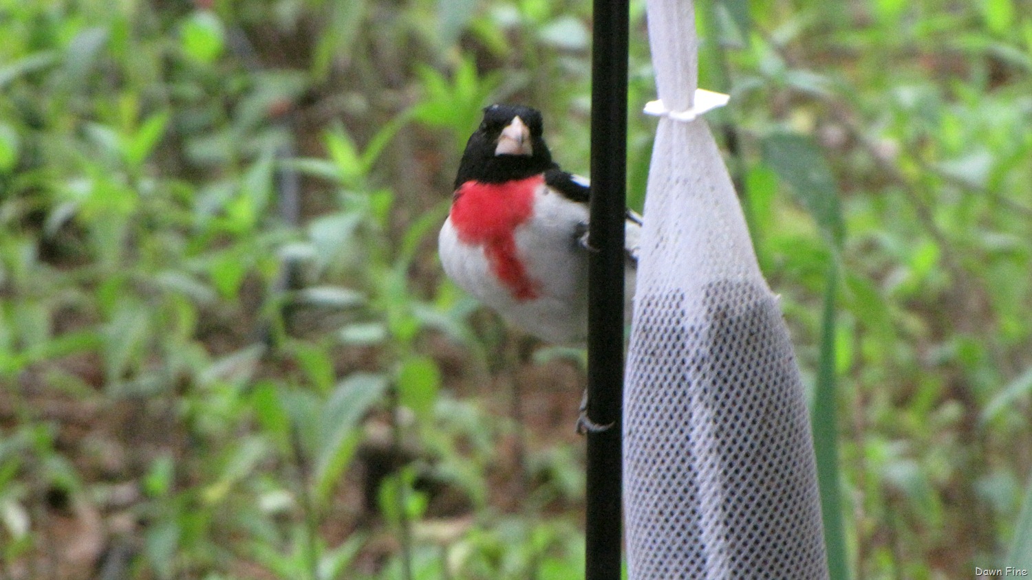 [Birds-and-flowers_0437.jpg]