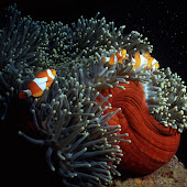 Clownfish-005_p10R.jpg
