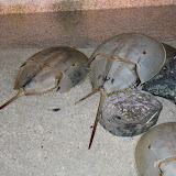 IMG_4791.JPG