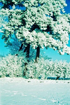 Snowy-Trees---XPRO