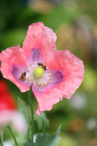 [bees-poppy-12.jpg]