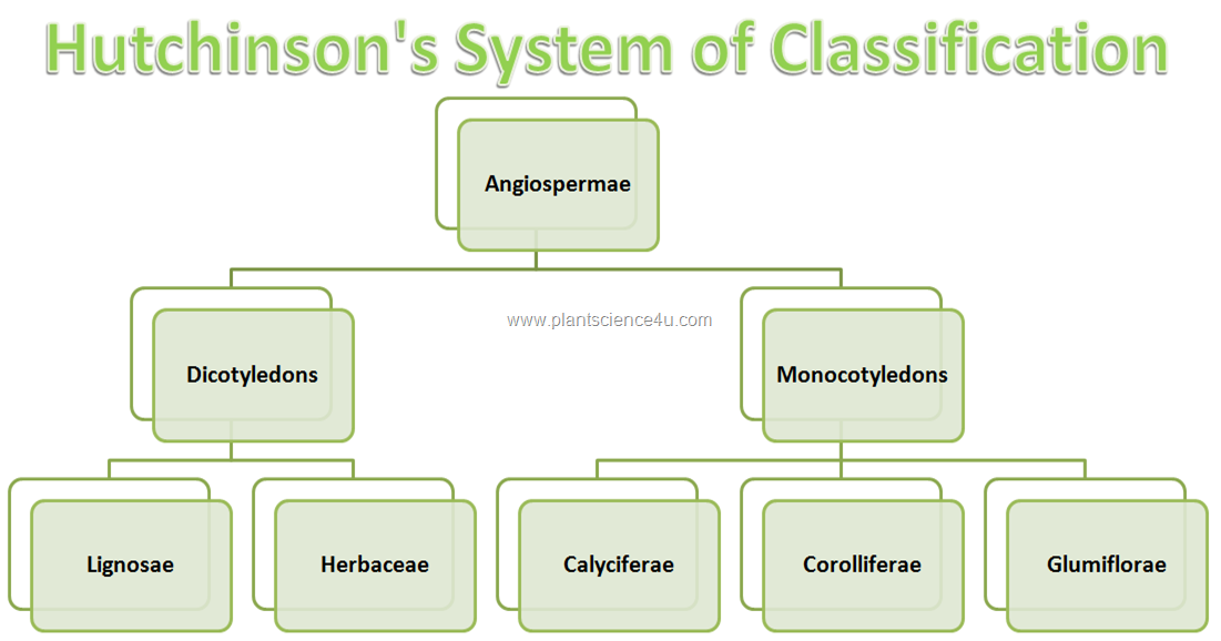 Hutchinson’s System of Classification of Angiosperms Plant Science 4 U