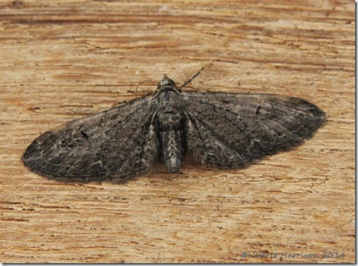 pos ash or angle barred pug pos ash or angle barred pug