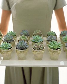 Succulents are common in Central America. Small succulents would make memorable party favors. (marthastewart.com) Succulents are common in Central America. Small succulents would make memorable party favors. (marthastewart.com)