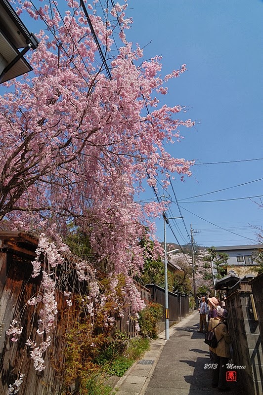 京都哲學之道櫻花