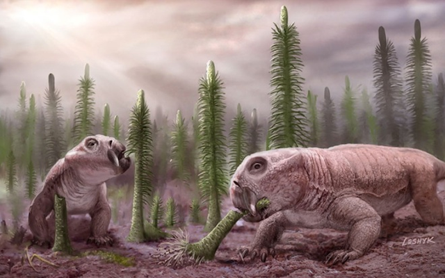 Artist’s rendering of Lystrosaurus, one of the 'disaster taxa' to survive the Perminan period, as did the now-extinct spore-tree Pleuromeia, which flourished in the aftermath. Victor Leshyk via wired.com