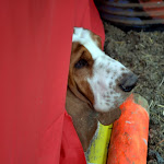 DSC_0146.JPG