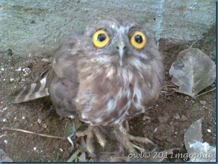 owl bird,owl