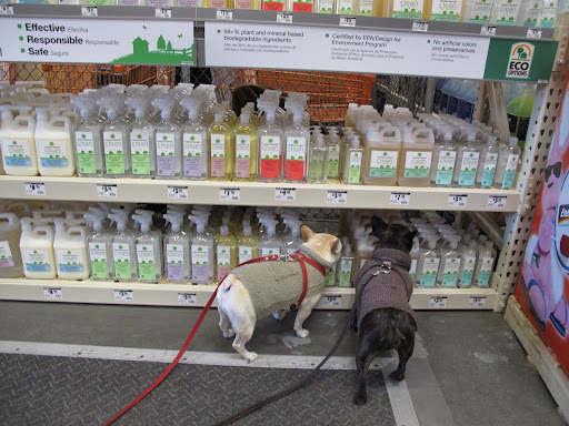 MS Clean products are safe for every family member.  Sharkey and Francesca are checking out the display and approve.