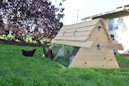  Chicken Gallery