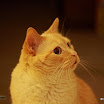 2008 11 November Canon 50mm 015.jpg