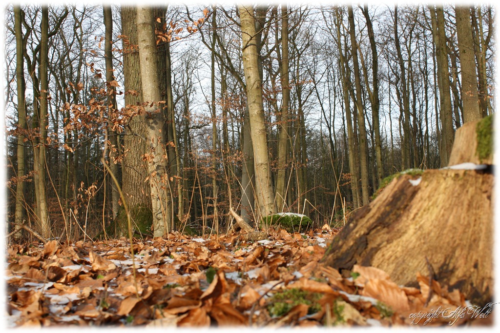 [wald1%255B3%255D.jpg]