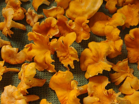 chanterelle harvest