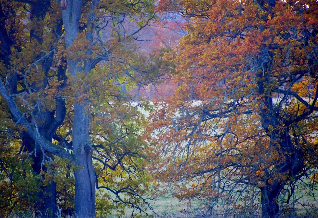 [18%2520Nov%25201%255B3%255D.jpg]