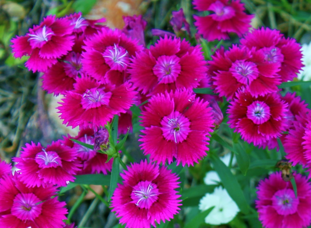 [dianthus%255B4%255D.jpg]