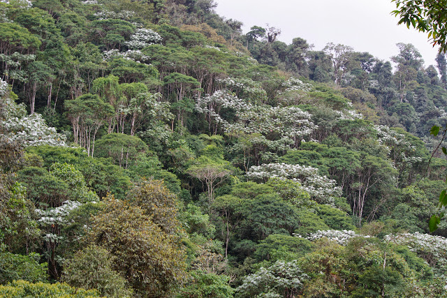 Environs de Los Cedros, 1400 m, Montagnes de Toisan, Cordillère de La Plata (Imbabura, Équateur), 18 novembre 2013. Photo : J.-M. Gayman