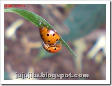 kumbang Ladybug_Coelophora inaequalis_mating