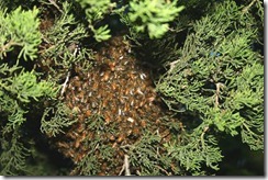 swarm12 swarm12