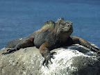 Islas Galapagos - Mariniguana