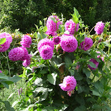 P1040045.JPG