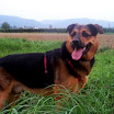 berry_stehend_wiese.jpg