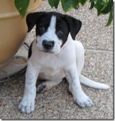 Humane Society takes Flower Mound Chamber of Commerce to task for auctioning puppy at annual fundraiser
