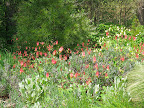 It is really refreshing to see some reds and oranges in spring - the color palette generally runs toward the pastel.