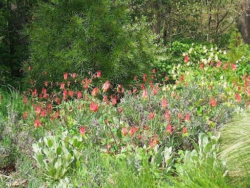 It is really refreshing to see some reds and oranges in spring - the color palette generally runs toward the pastel.
