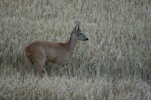 dsc_0730_1-jpg.jpg
