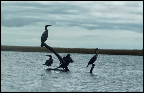 Kayaking Salt Pond & Nauset Marsh 146