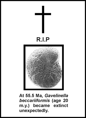 55 million years ago, Gavelinella beccariiformis (age 20 million years) became extinct unexpectedly. CR McClain / scienceblogs.com