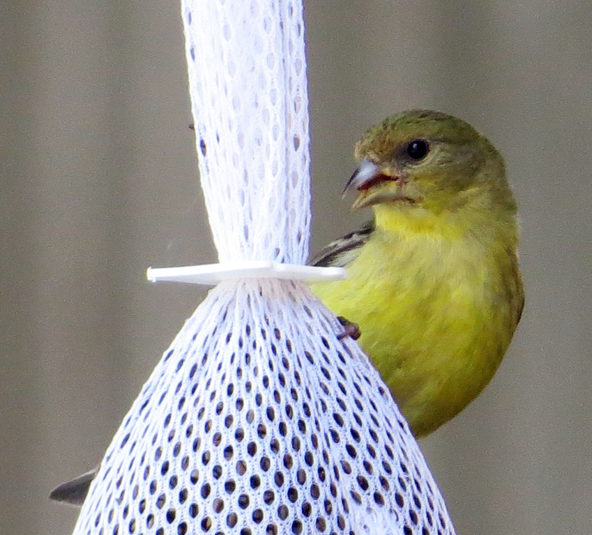 [female%2520am%2520goldfinch2%255B3%255D.jpg]